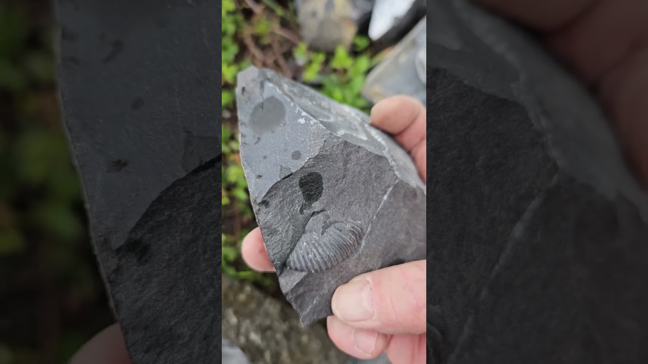 20240429 fossil hunt  