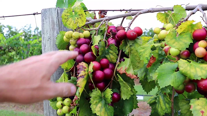 RubyCrisp Muscadine