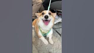Malaysia Corgi Family Gathering