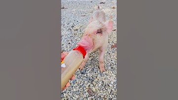 con heo đất , chú vịt con, con lợn éc, con cào cào , chú lợn dễ thương #cute
