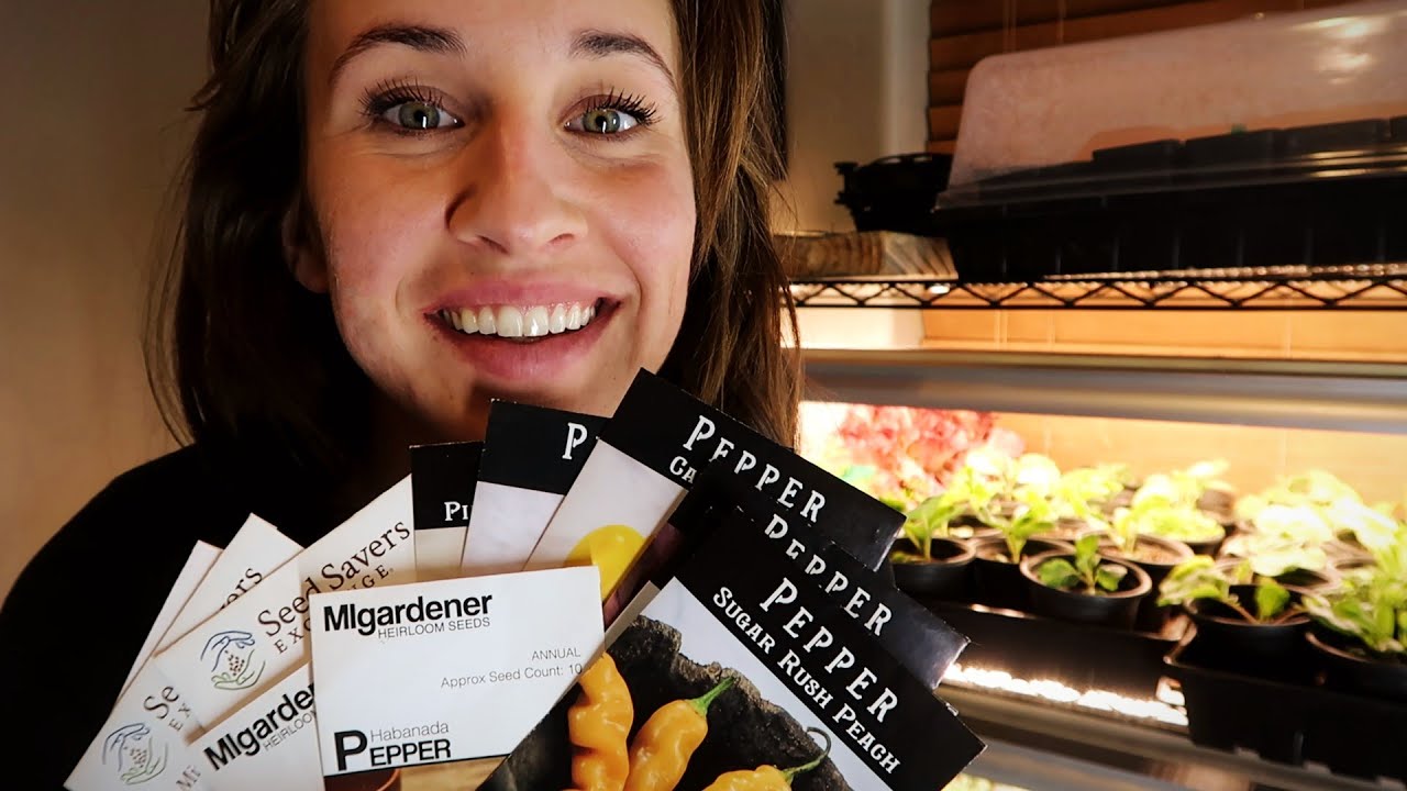 Start Pepper Seeds Indoors FAVORITE Seed Varieties and Growing Guide