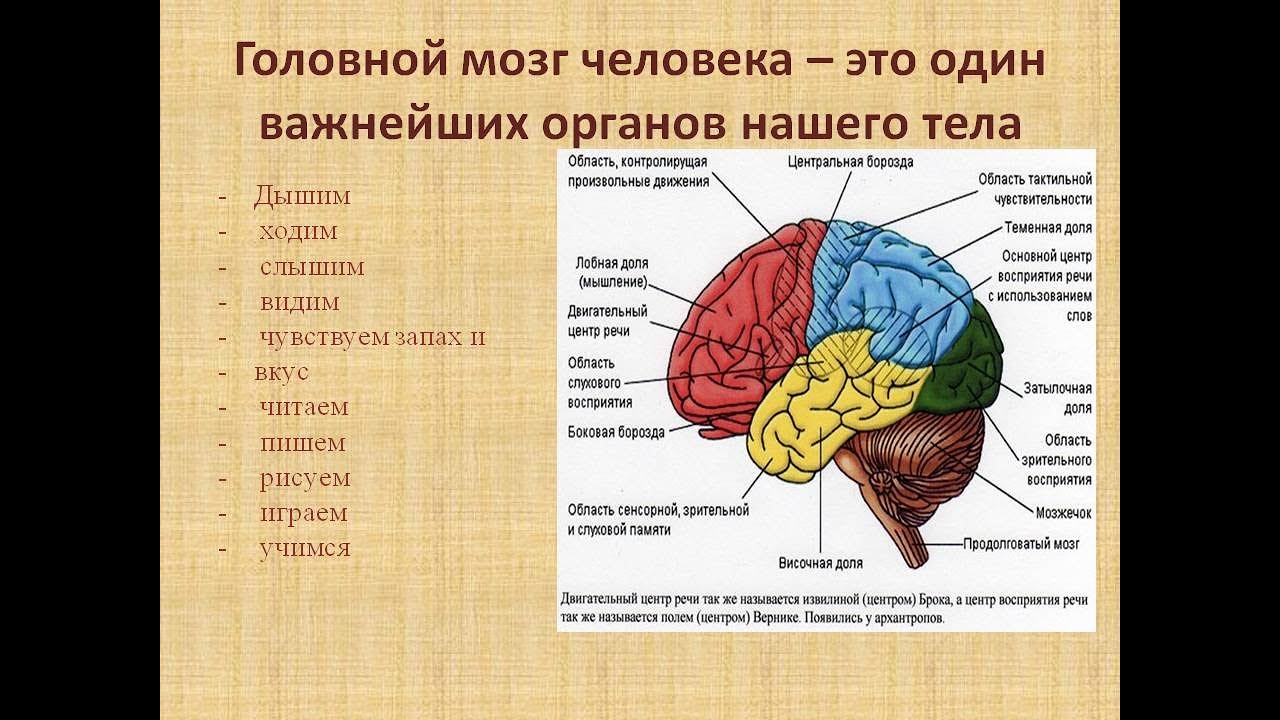 Доли переднего мозга функции. Функции височных отделов головного мозга. Функции височной доли головного мозга. Функции теменной доли головного мозга.