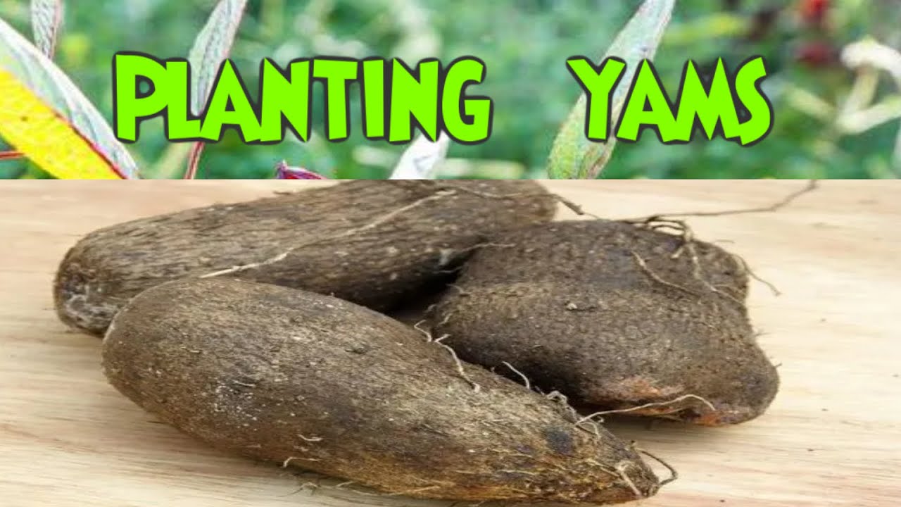 planting yams in wet paper - YouTube