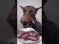 ASMR🔥生肉を食べるドーベルマン🥩#ドーベルマン　#doberman #dogasmr #asmr #咀嚼音 #犬ご飯　#mukbang #rawfood #dogmukbang #犬の咀嚼
