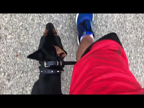 woody:-doberman-with-amazing-obedience:-best-dog-trainers-in-new-york