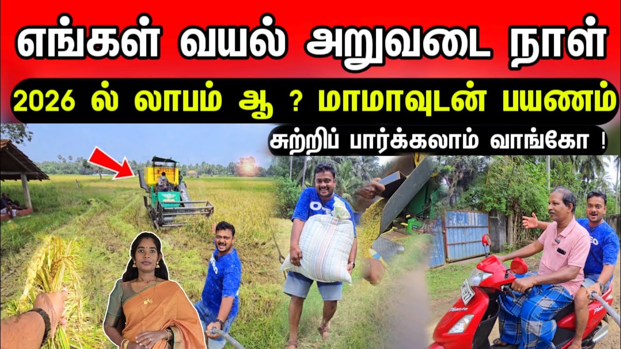 Сегодня день сбора урожая на поле моей жены? Есть ли прибыль в нашей деревне? Давайте осмотримся!