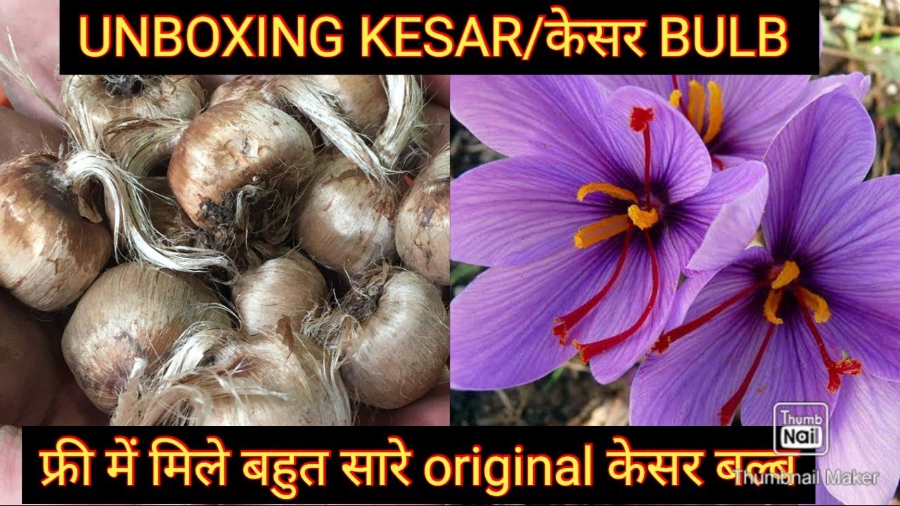 Kesar Bulb UNBOXING KESAR/ केसर BULB फ्री में मिले हैं मुझे बहुत सारे केसर बल्ब ...
