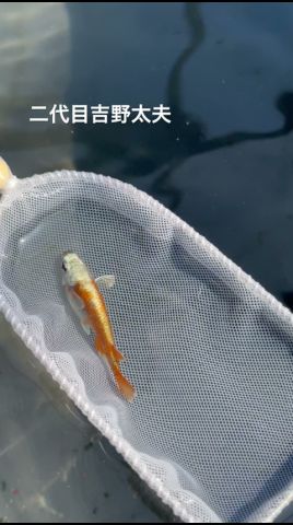 二代目吉野太夫5月17時夕焼け小焼けふれあいの里へ！#めだか