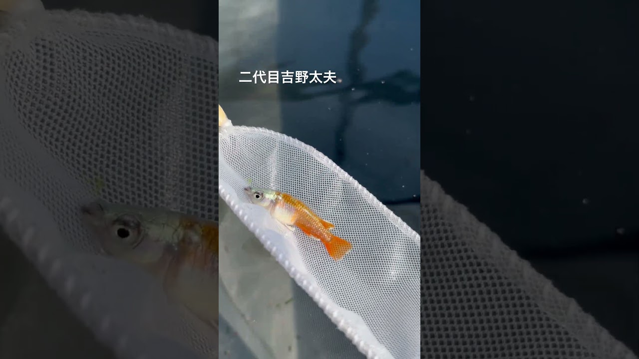 二代目吉野太夫5月17時夕焼け小焼けふれあいの里へ！#めだか