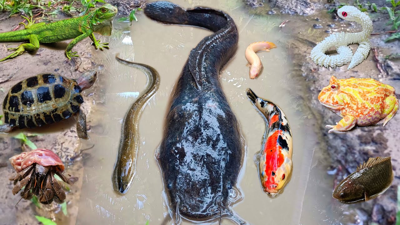 Tangkap ikan lele jumbo dalam lubang ada ikan hias warna warni, belut, ikan gabus, gurame, kura kura