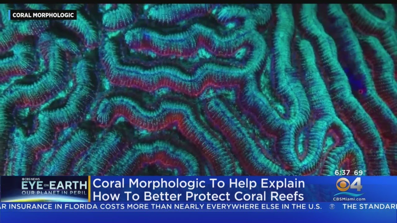 Saving Coral Reefs To Take Center Stage At Miami Beach Climate Summit