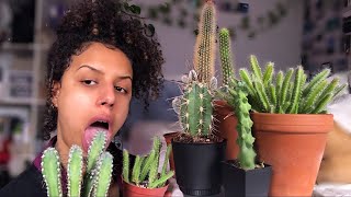 My cactus collection