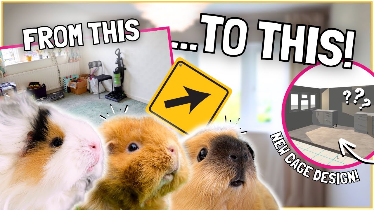 Renovating a WHOLE ROOM for the Guinea Pigs! - YouTube - Guinea Pig Safe Room Layout Ideas