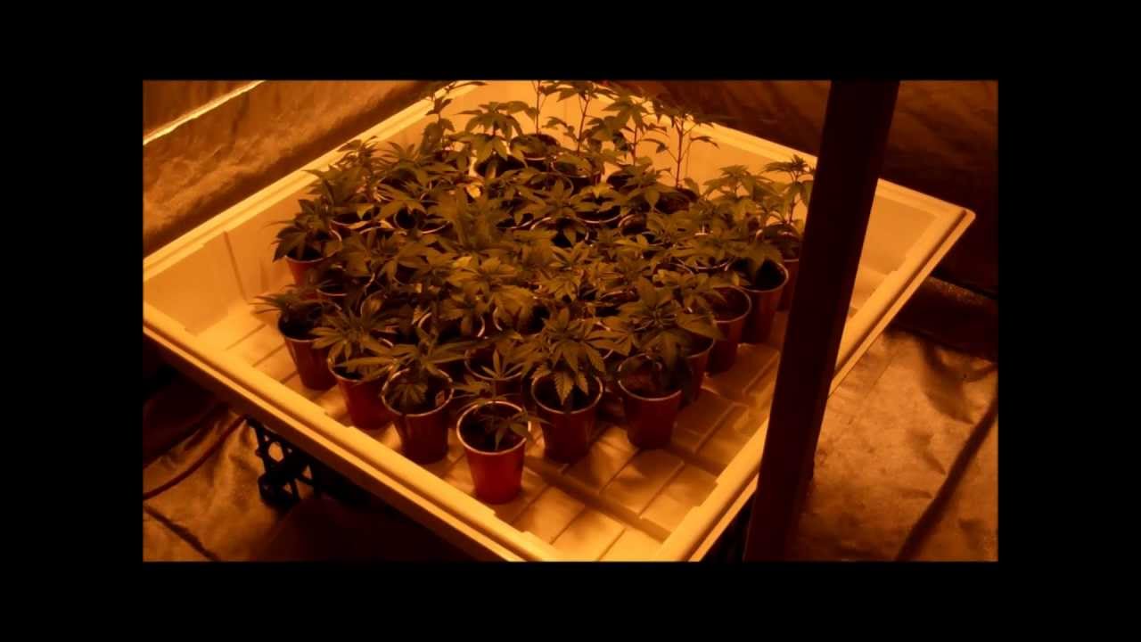 grow # 5 ep1 " multi-strain"