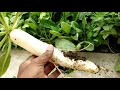 Radish cultivation in telugu