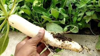 Radish cultivation in telugu