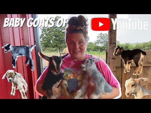 Meet The Baby Goats: Up Close And Personal With 7 New Goat Kids on the Farm