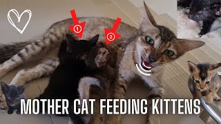 Wild Cat cat came to it's kittens to give Breastfeed by meowcat 197 views 1 year ago 4 minutes, 55 seconds
