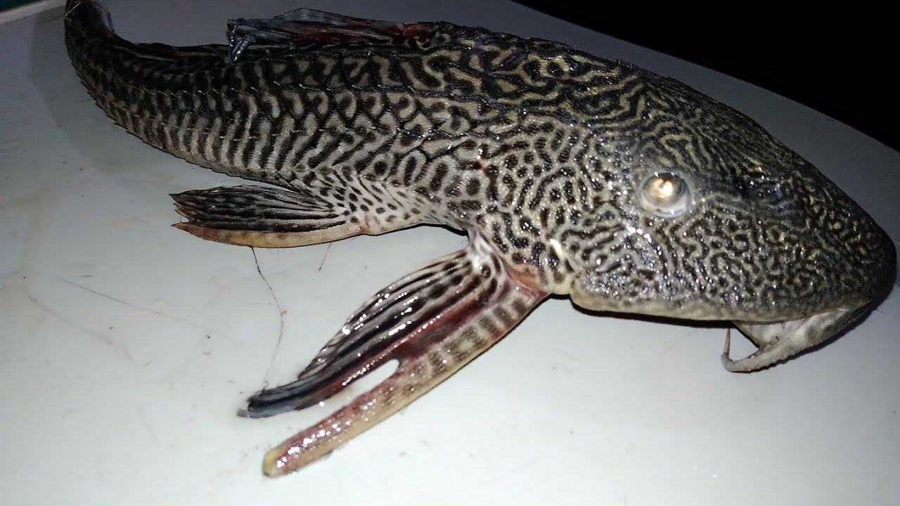 Mirip Ikan Sapu Jagad 