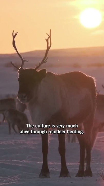 S?mi Indigenous community fight to protect ancestral lands
