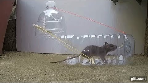 Cách bẫy Chuột đỉnh cao bằng chai nhựa 100% không chú Chuột nào thoát được