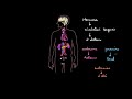 Introduction au systme endocrinien