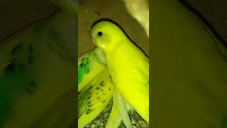 budgies beautiful chicks shorts budgies