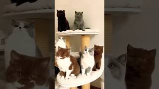 Ты попадаешь к ним в рабство???🤫#cat #pets #love #happiness #harmony