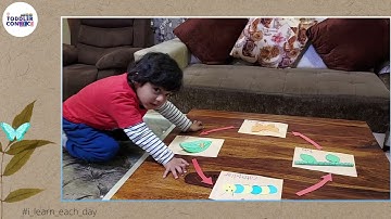 Butterfly Lifecycle | Homeschooling | Montessori Activities | Fun Activities