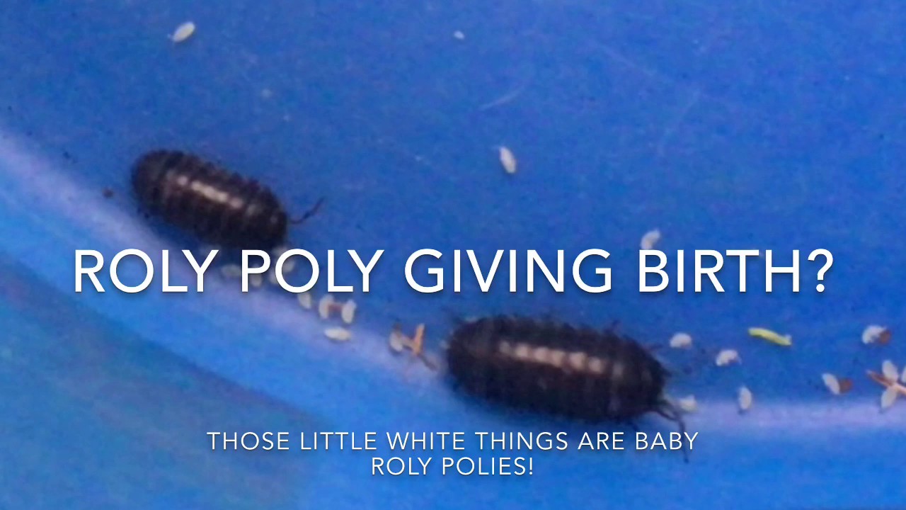 Roly Poly Giving Birth - YouTube