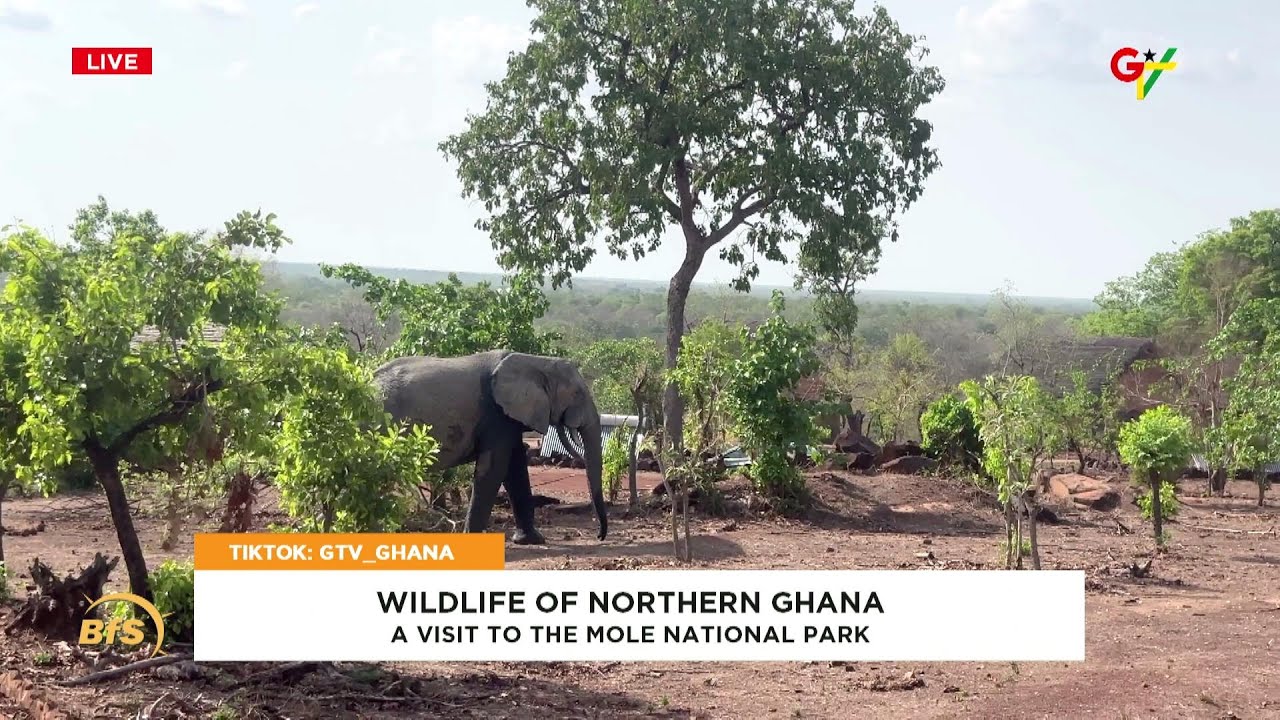 Дикая природа Северной Ганы (Посещение Национального парка Моле)
