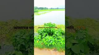 আমদের ধান খেতের উপর এমন পানি,,?? @hm.johirul22 vairal youtubeshorts story