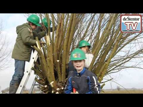 De boom in