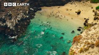 Sea Lions Use This Hidden Cove to Ambush Prey | 4K UHD | BBC Earth
