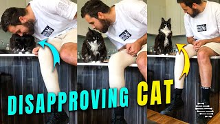 Cat Disapproved a Guy Kiss and Tried to Stay Away