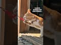 츄르에 영혼 팔아버린 고양이 😂 | Churu Addicted Cat
