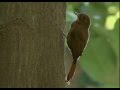 Arapasú o Trepatroncos Turdino Cantando Sonido para Llamar El Mejor