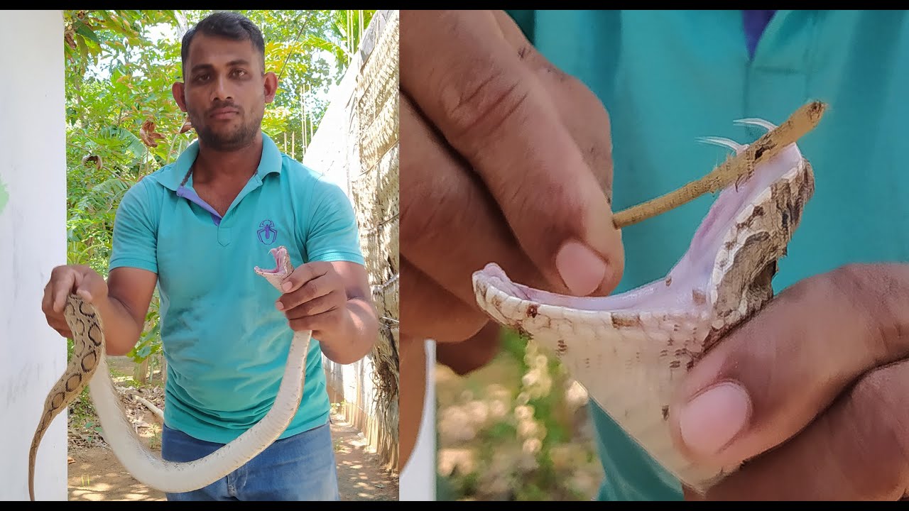 Giant Russelle's viper crawling into agricultural sewers Snakes