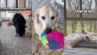 Golden Retriever & Newfoundland Shenanigans