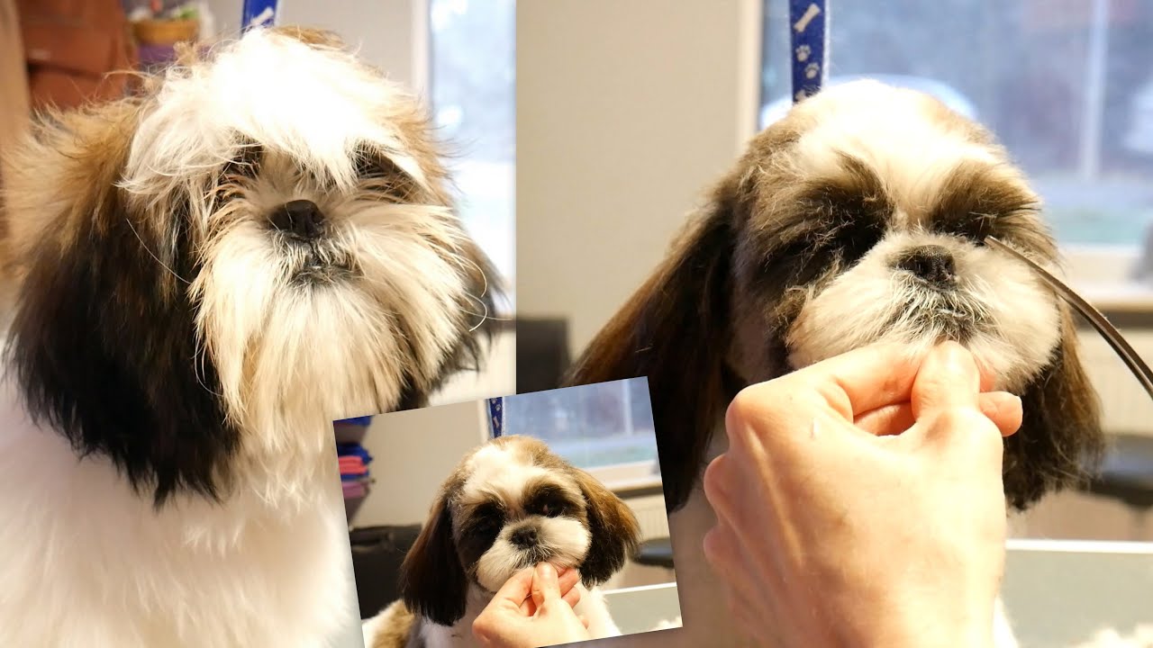 Grooming Shih Tzu Puppy By PetGroooming YouTube Grooming Shih Tzu Puppy By PetGroooming YouTube