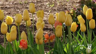 Early blooms won’t dampen Holland’s Tulip Time Festival, experts say