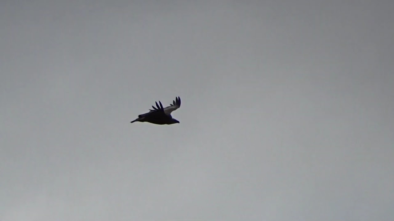 Extremadura overvliegende Vale Gier