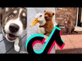 The Most Famous Puppy TikTok Compilation | Puppys Of TikTok
