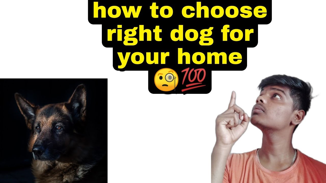 How To Select Best Puppy And Dog In Tamil selecting Best Puppy best how-to-select-best-puppy-and-dog-in-tamil-selecting-best-puppy-best