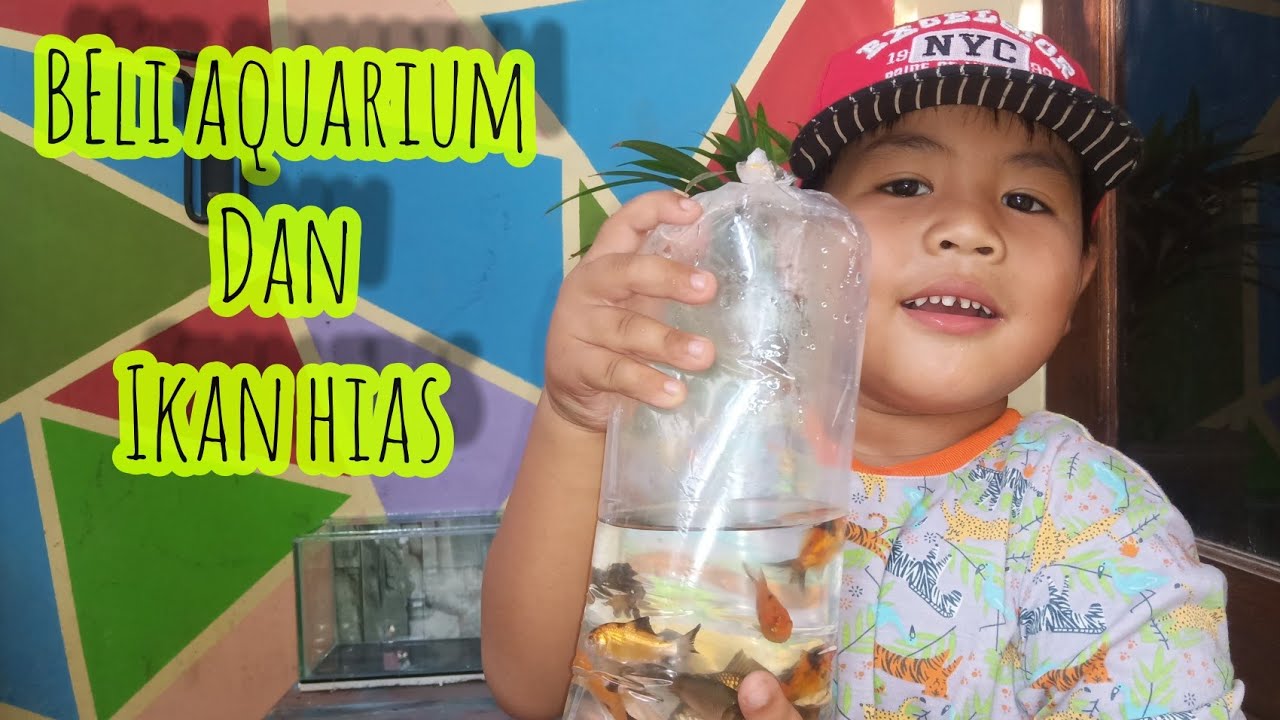 akuarium baru dan ikan hiasnya EL semangat banget YouTube