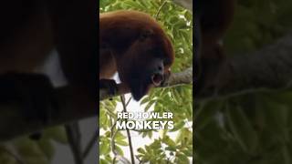 Red Howler Monkeys can be heard from over 5km away #nature  #documentary  #naturelovers #monkey
