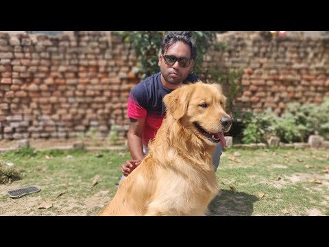golden-retriever--the-bruno...78276-17569----doggyz-world