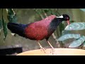 Weißnacken-Fasanentaube im Zoo Berlin