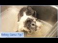 When to Bathe Your Guinea Pigs