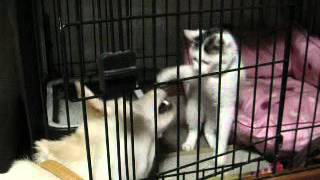 20070117 1657 c46d8fc36ff50e6177bf89273509a38e